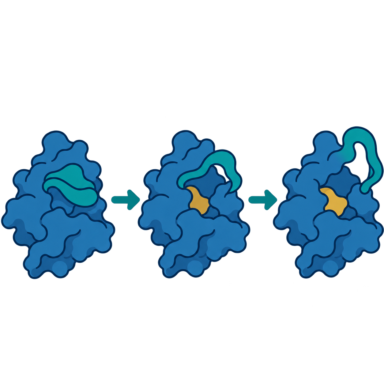 Three successive conformations showing a protein loop opening