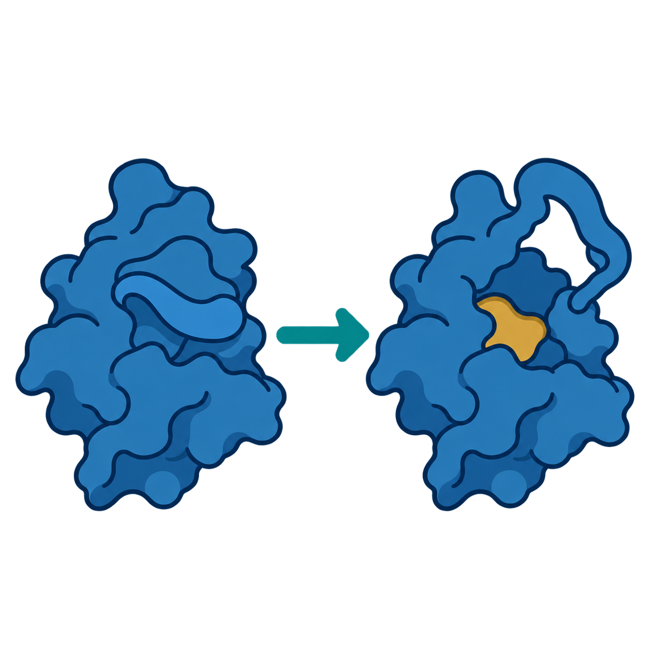 Closed and open protein conformations with an exposed pocket highlighted in gold